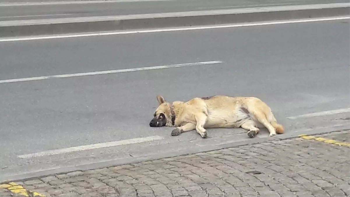 İstanbul\'da Bunaltıcı Nem Etkisi