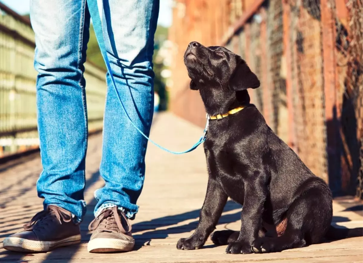 Köpek Sahibini Kaçırılmaktan Kurtardı