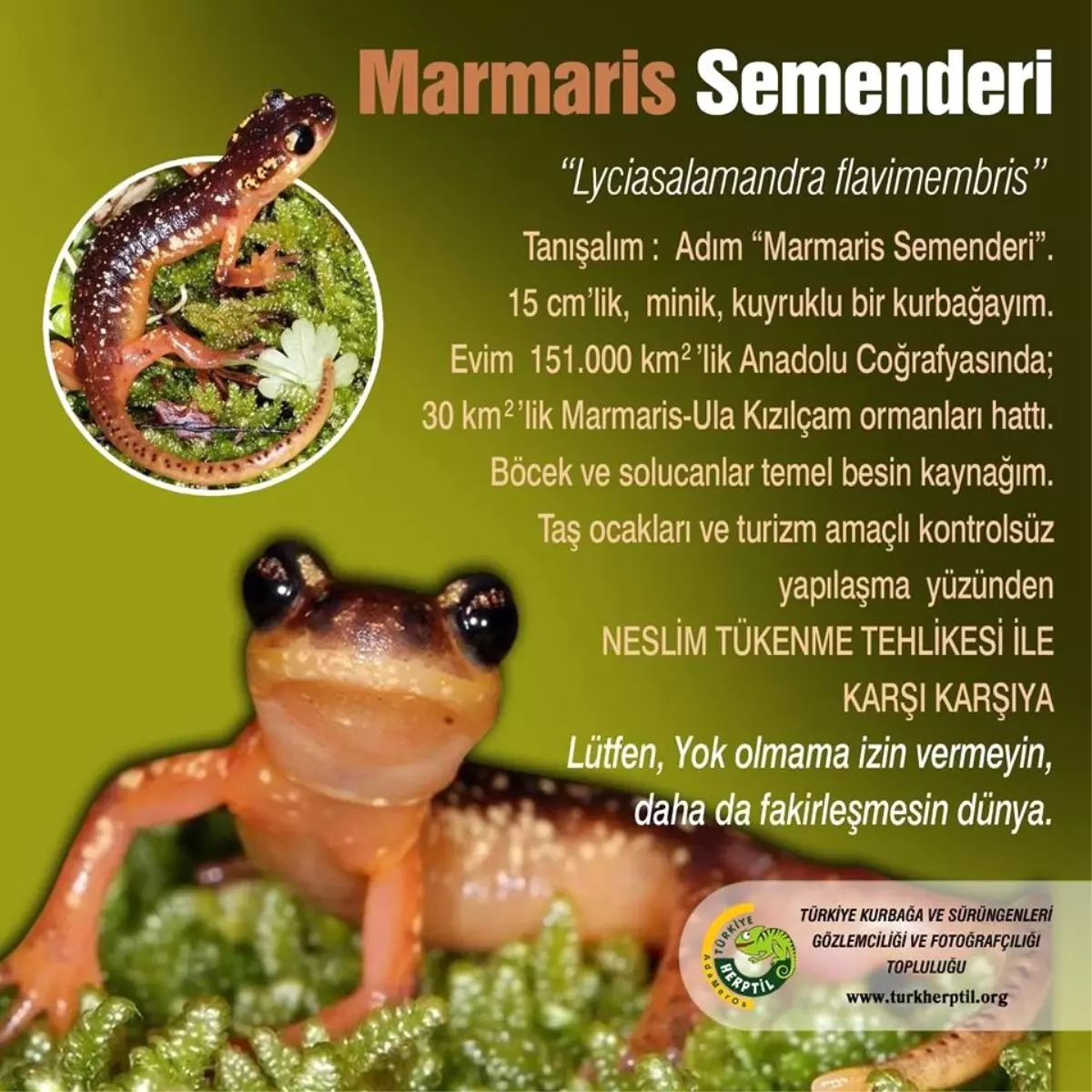 Marmaris Semenderi\'nin Nesli Tükenmesin