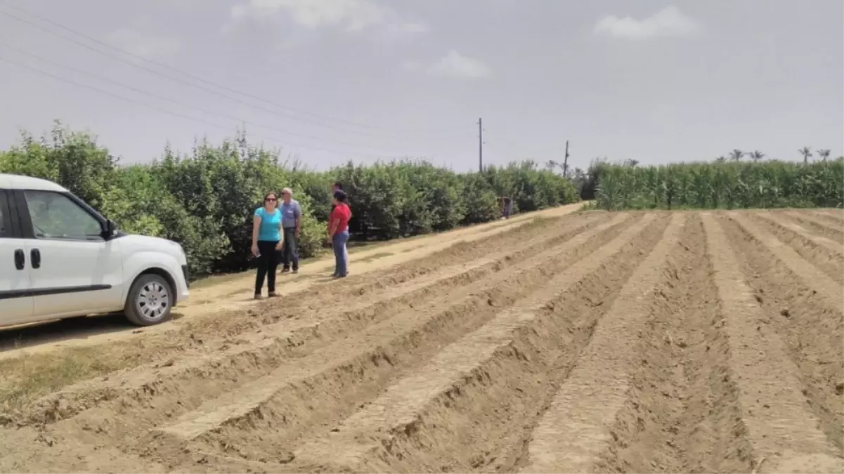 Mersin\'in Çilek Üretiminde Sloganı \'Temiz Fide, Temiz Toprak\'