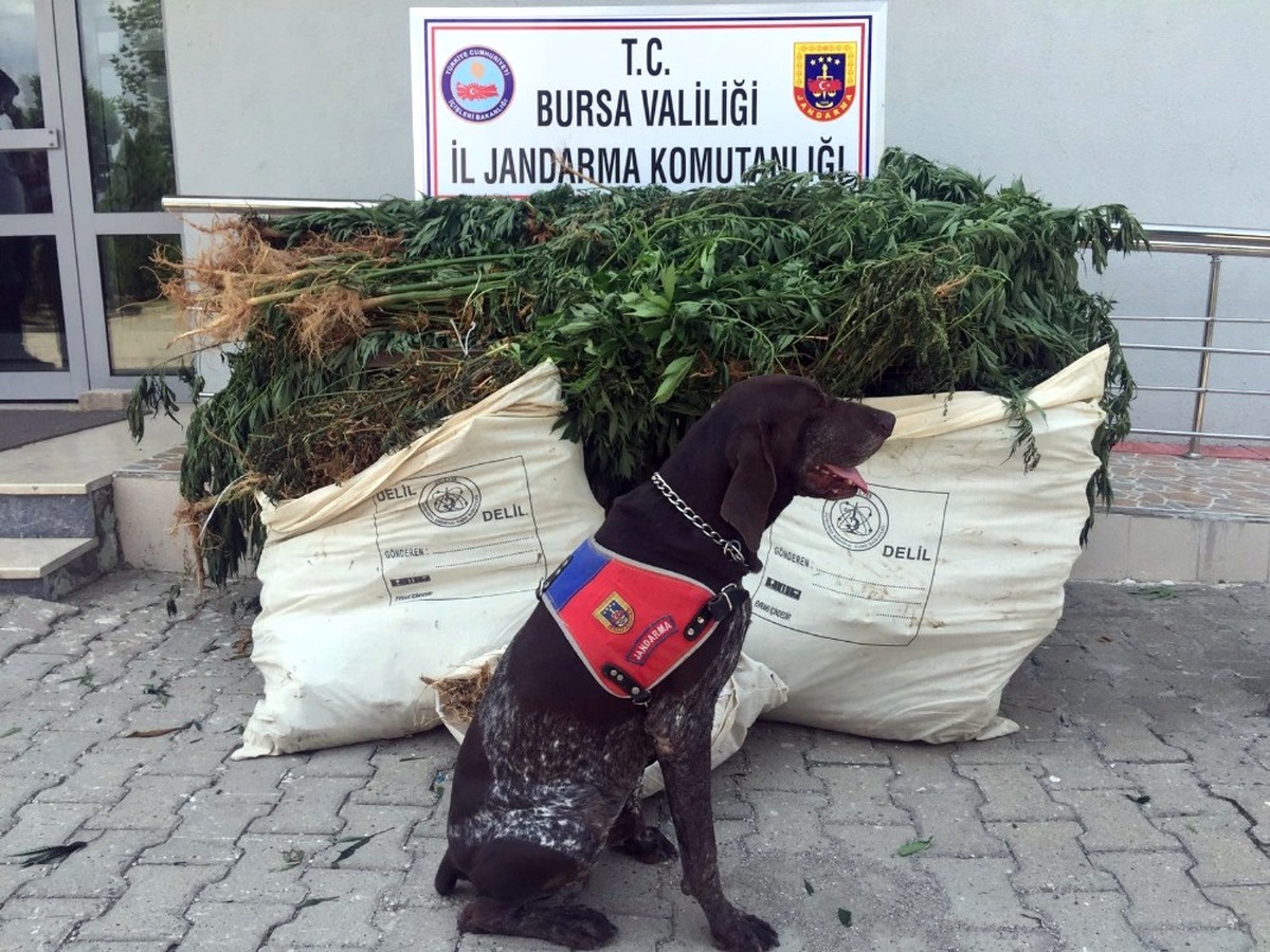 Ormanı Uyuşturucu Tarlasına Çevirdiler