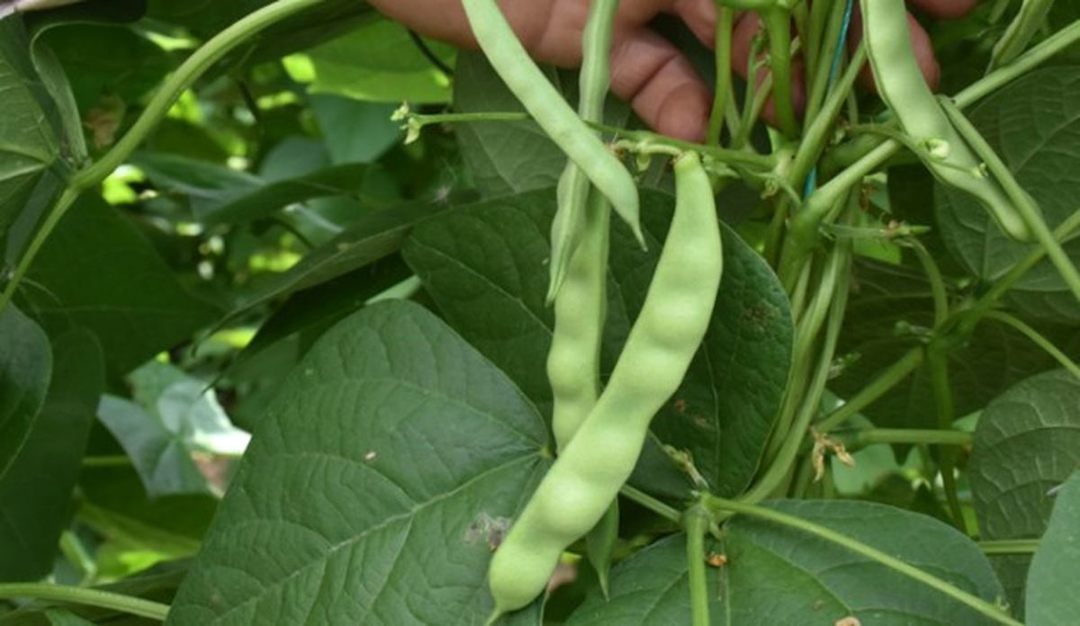 Tescilli Fasulye"De Hasat Heyecanı