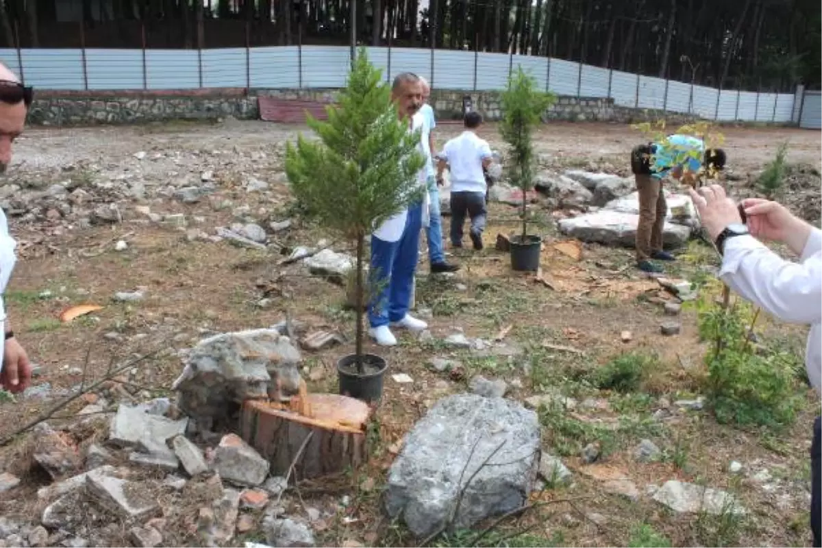 Ünye\'de Mesire Alanındaki Çam Ağacı Kesimine Tepki