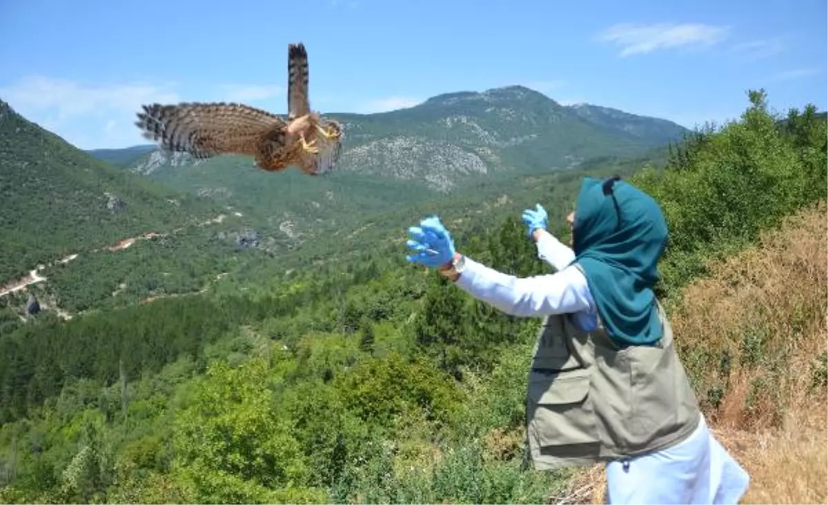 Yaralı Şahin Tedavi Edilerek Doğaya Bırakıldı