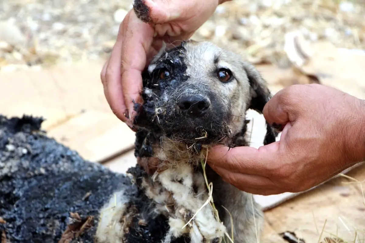 Zifte Bulanan Yavru Köpekleri Zabıta Kurtardı