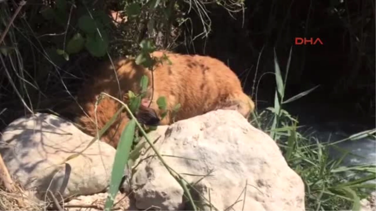 Antalya Köpeği, Av Tüfeğiyle Boynundan Vurdular