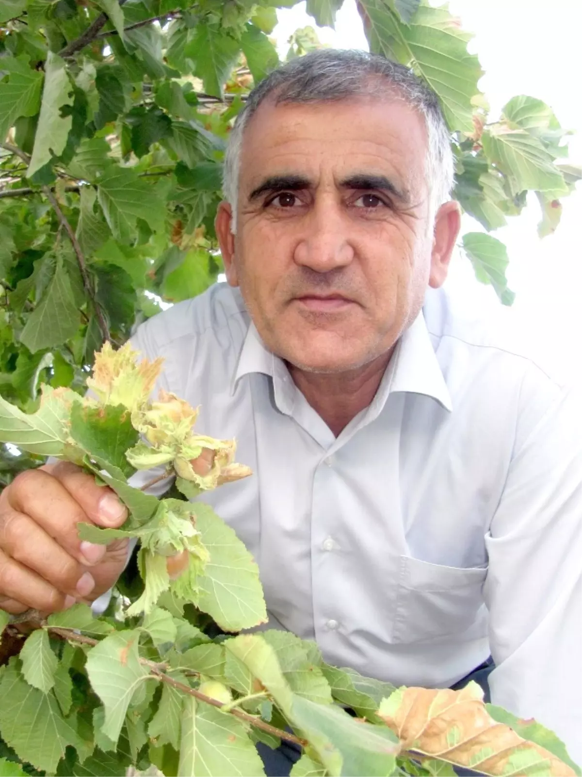 Araban Ovasında İlk Kez Fındık Yetişti