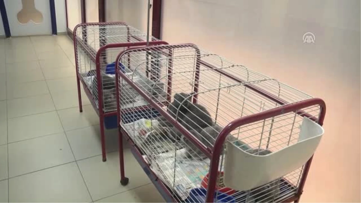 Kaçak Getirilen İşkoç Kedileri Ücretsiz Sahiplendirilecek
