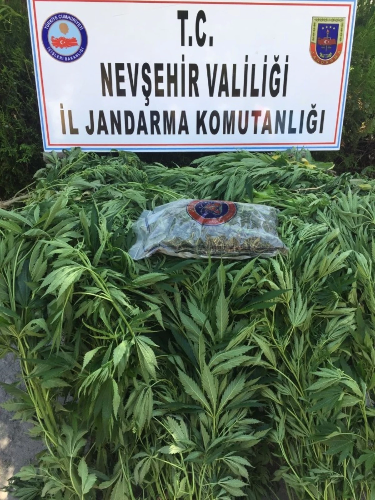 Nevşehir\'de 114 Kök Hint Keneviri Ele Geçirildi