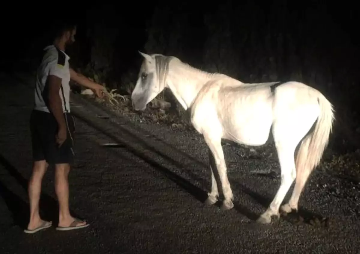 Ormanda Ön Ayakları İple Birbirine Bağlı Bulunan Atı Kurtardılar