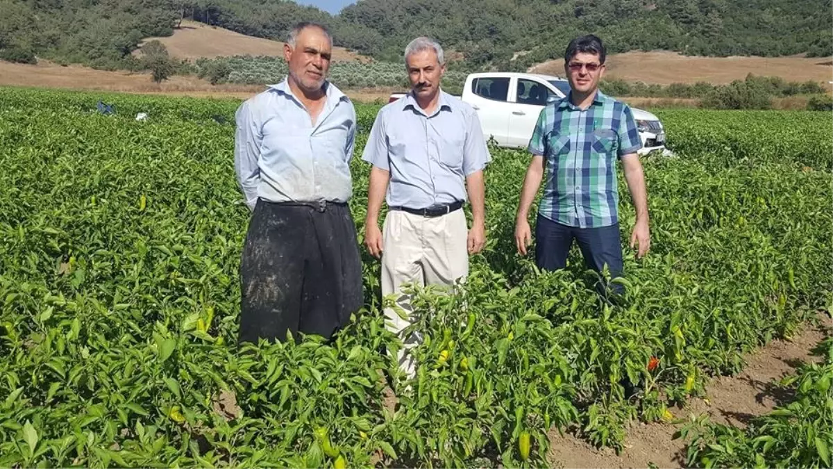 Sebze Üretimini Geliştirme Projesi\'nde 24 Çiftçiye Destek Verildi