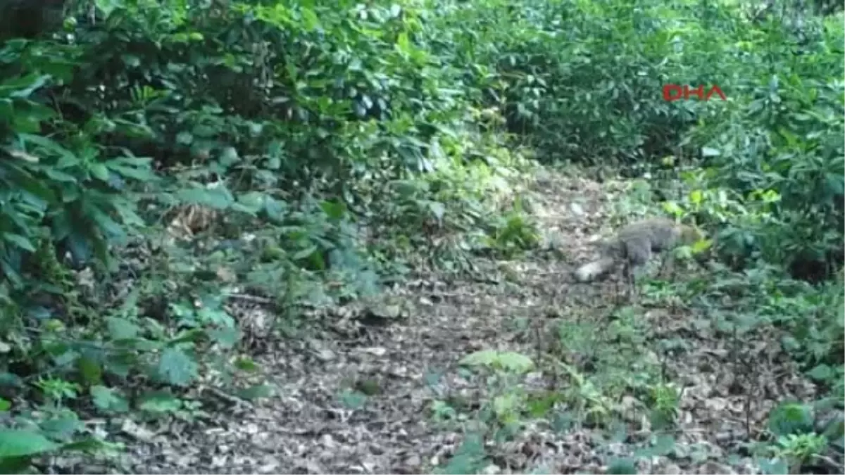 Zonguldak\'ta Yaban Hayatı Fotokapanla İzleniyor