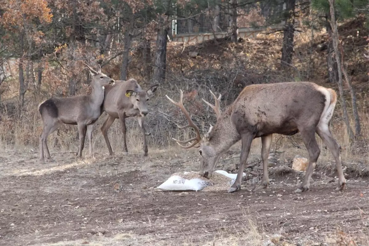 Çorum Fauna Tanıtım Alanında Hayvan Popülasyonu Artıyor