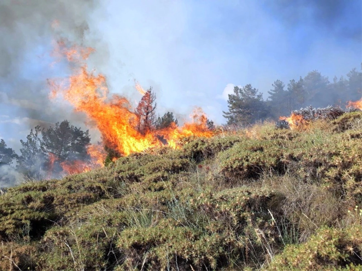 Erzurum\'da Orman Yangını