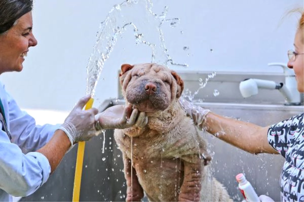 Köpeklere Köpüklü Banyolu Serinlik