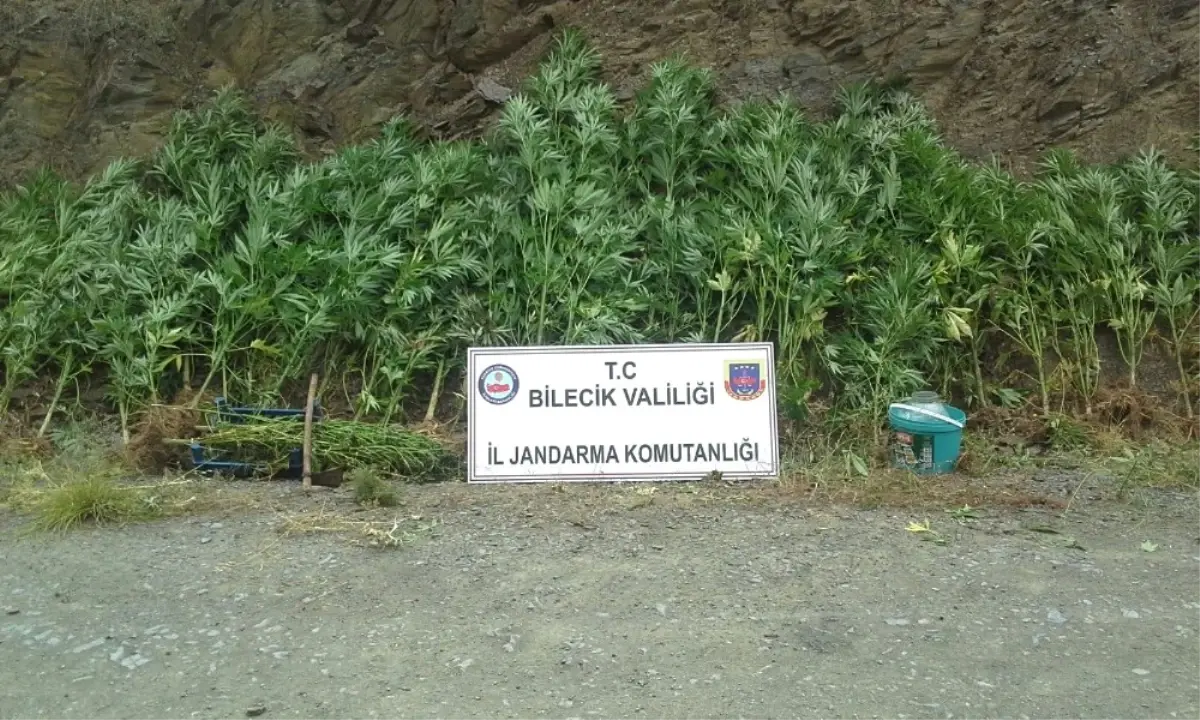 113 Kök Kenevir Bitkisi ve Bin 200 Gram Kubar Esrar Ele Geçirildi