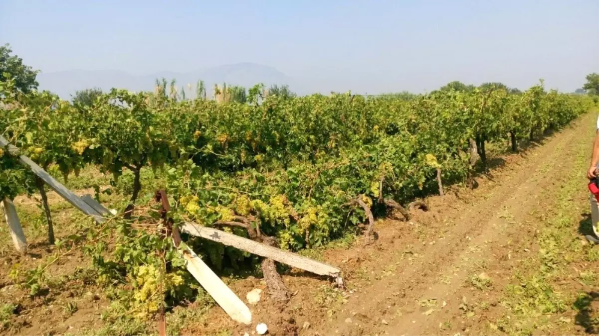 Dolu Yağışı Üzüm Bağlarını Vurdu