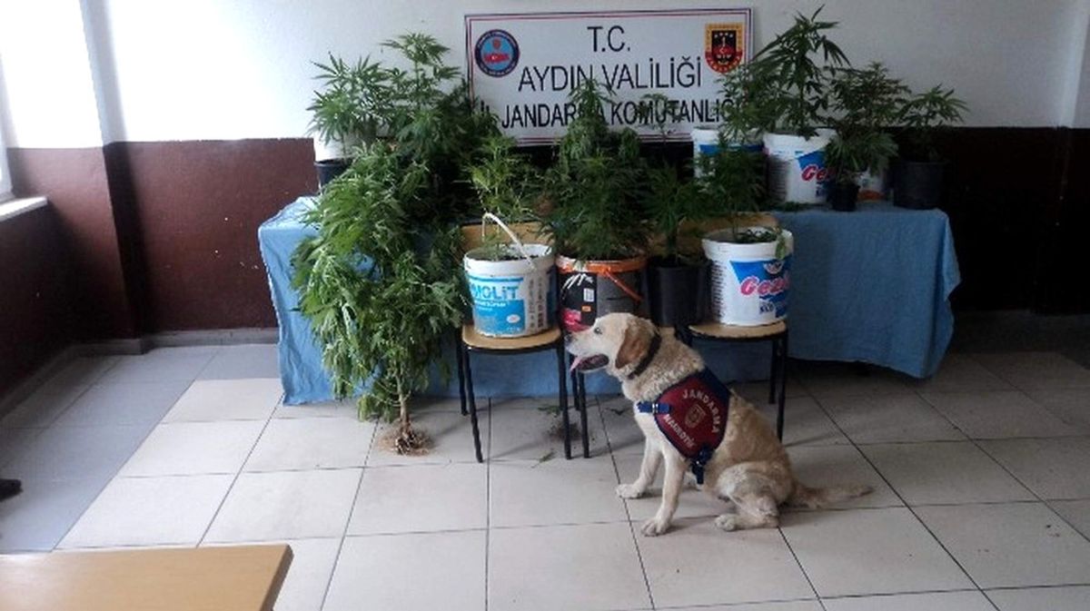 Efeler\'de Yasa Dışı Ekim Yapan 2 Kişi Yakalandı