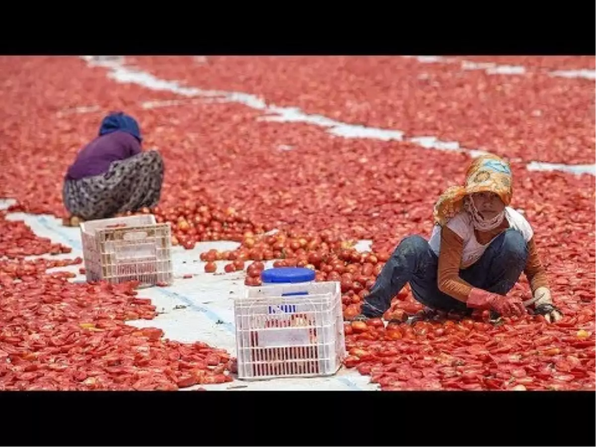 60 Bin Ton Domates Kurutularak Dünyaya İhraç Ediliyor