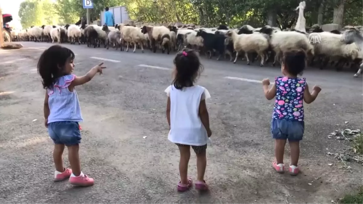 Şehirli Minikler Köyde! Koyunlarla Tanışan İkizlerin Şaşkınlığı İzlenme Rekoru Kırdı