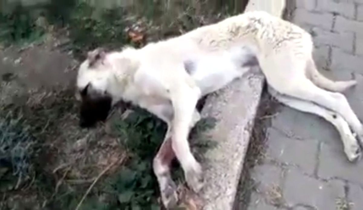 Köpeğe Çarpan Sürücü Yoluna Devam Etti