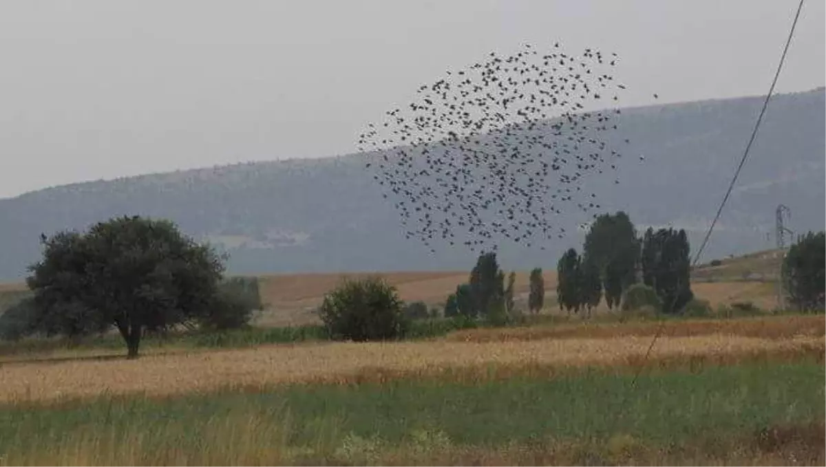 Kuşların Muhteşem Dansı