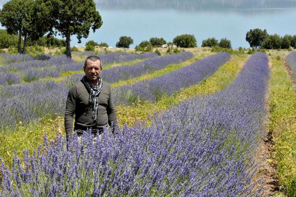 Lavantanın Ekonomiye Katkısı 5 Milyon Lira