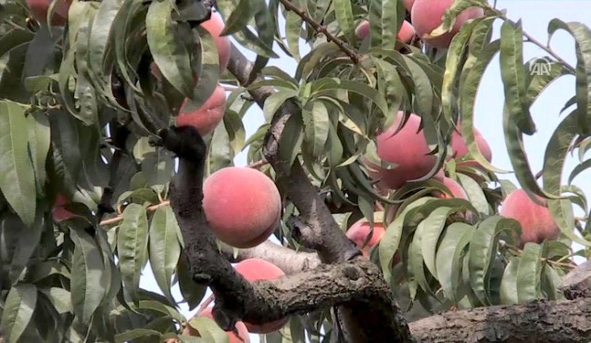 Antalya\'daki Turist Canlılığı Bursa Şeftalisine Yaradı