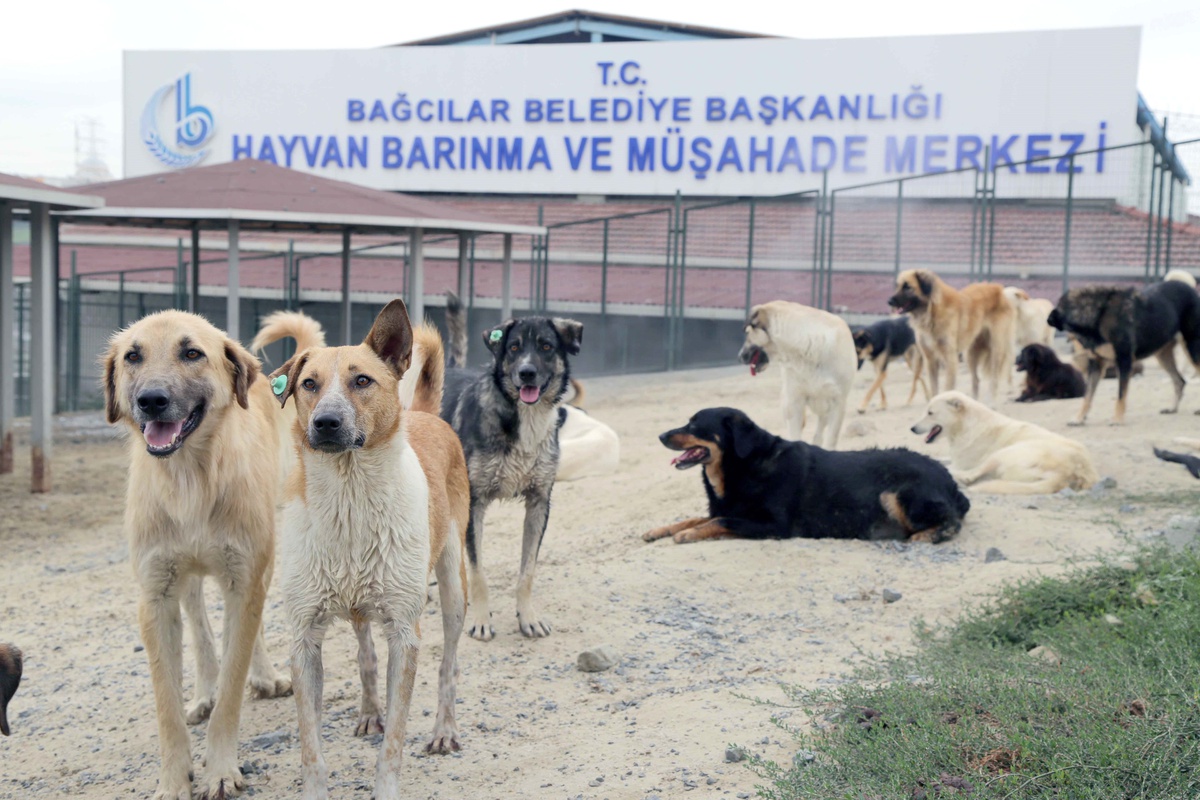 "Bağcılar\'da Sokak Hayvanları Soğuk Buharla Serinletiliyor"