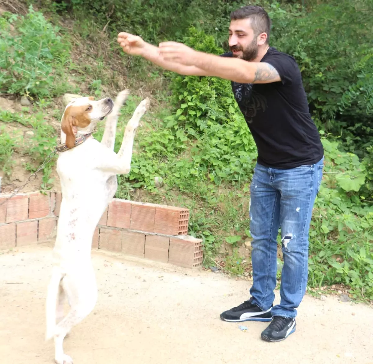 Bu Köpek Kolbastı Oynuyor