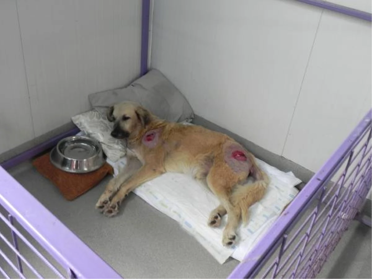 Dha İstanbul - Kaza, Maganda Kurşunu Kurbanı 12 Köpek \'Engellenenler Evi\'nde