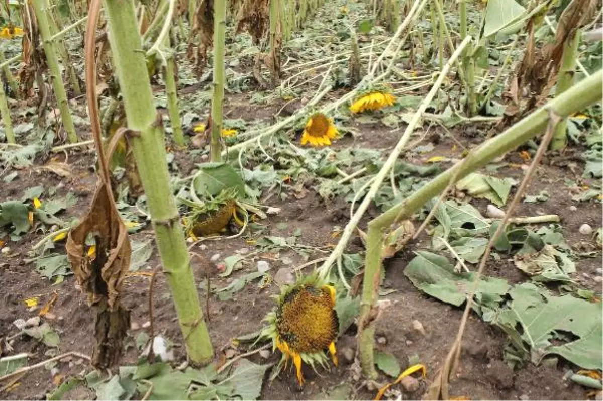 Dolu, Ayçiçeği Üreticisine Ağır İşçilik Yaptırıyor