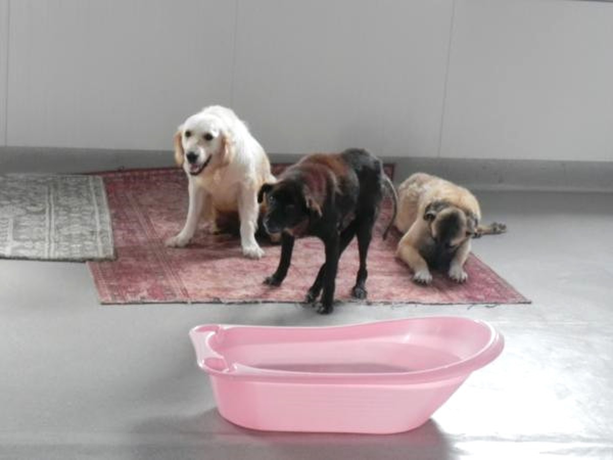 Kaza, Maganda Kurşunu Kurbanı 12 Köpek \'Engellenenler Evi\'nde