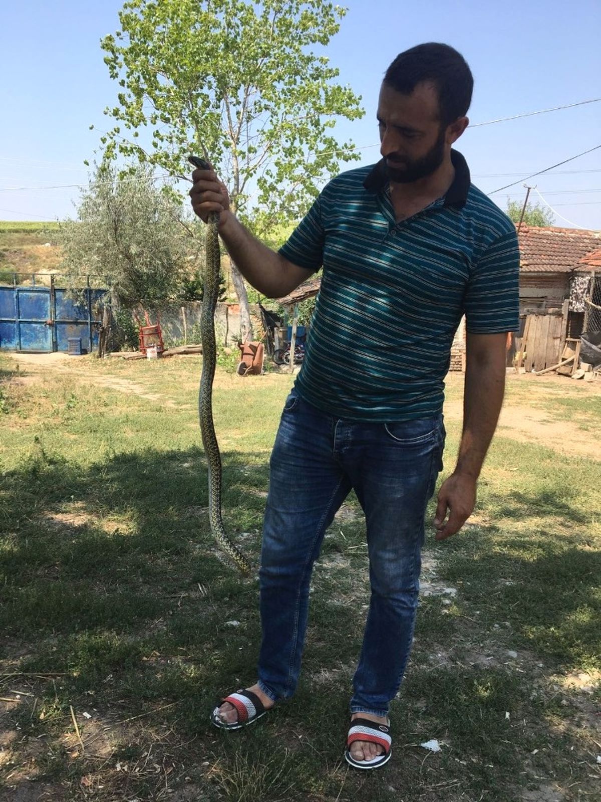 Kendisine Saldıran Yılanı Eliyle Yakaladı