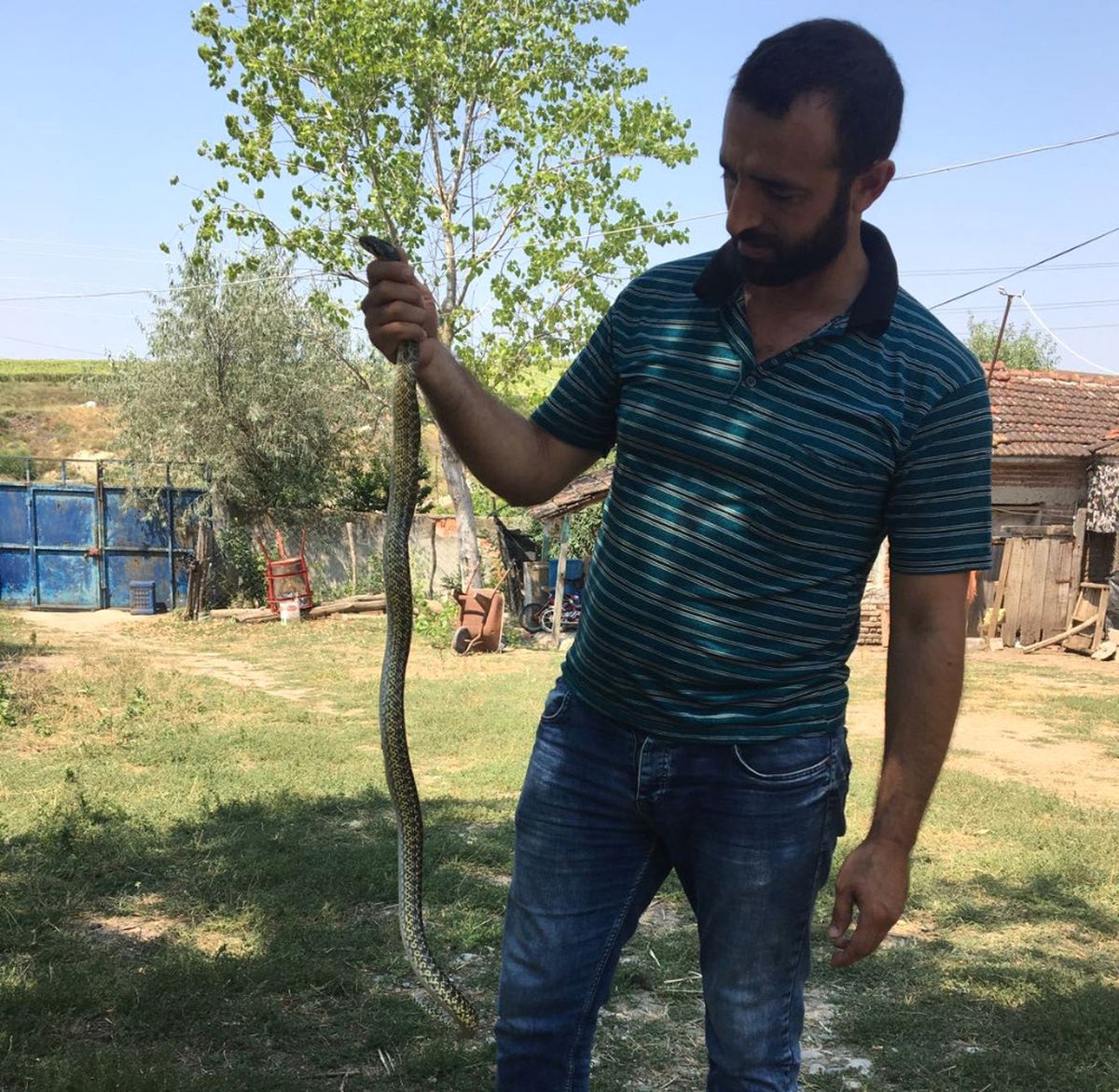 Kendisine Saldıran Yılanı Eliyle Yakaladı