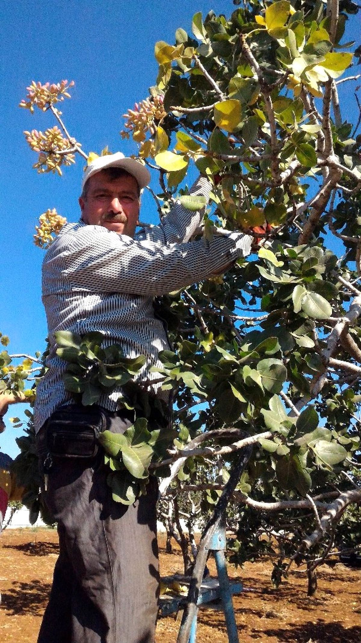 Kilis\'te Antep Fıstığı Hasadı Başladı