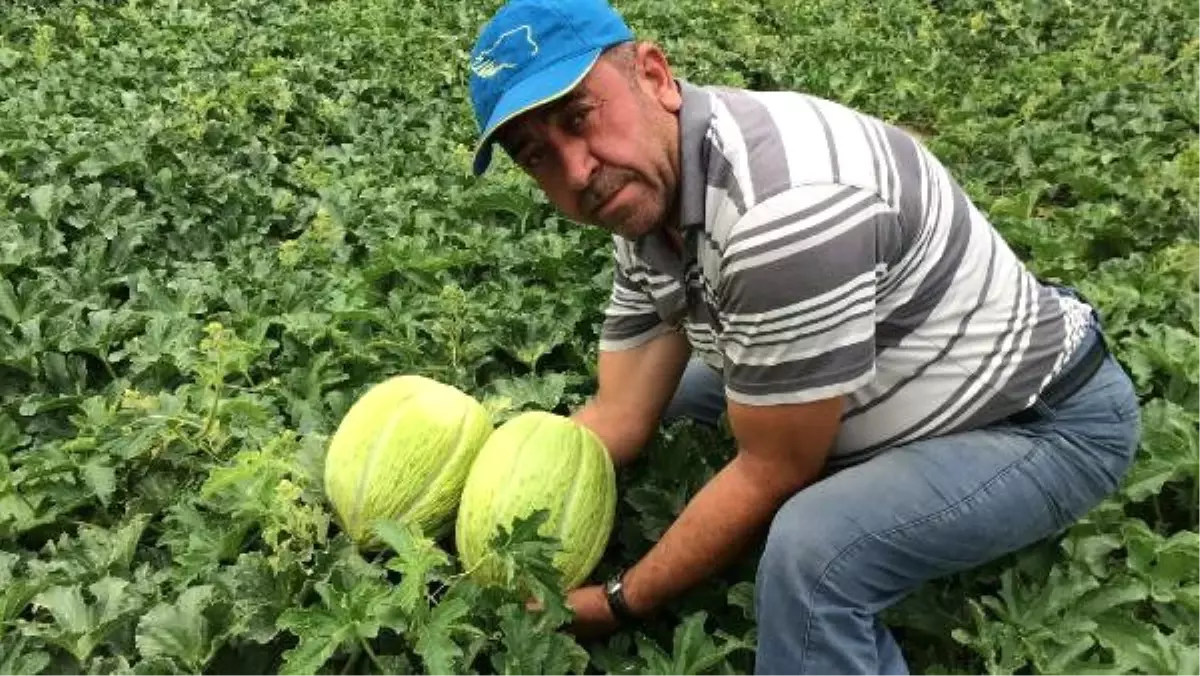 Kırkağaç Kavununda Hasat Zamanı