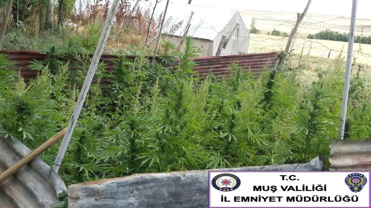 Muş\'ta Uyuşturucu Operasyonu