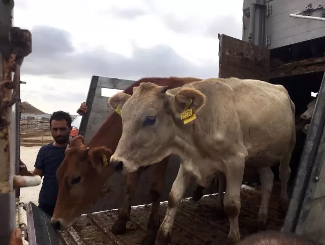 Sorgun Da Genc Ciftcilere Buyukbas Hayvan Dagitildi Son Dakika