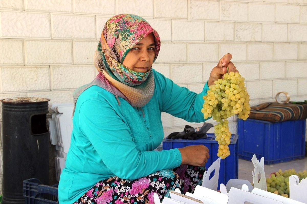 Sultani Üzümde İhracat Yarın Başlıyor