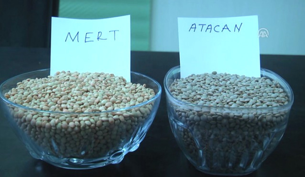 Yeni Mercimek Çeşitleri "Mert" ve "Atacan" Verimi Katlayacak