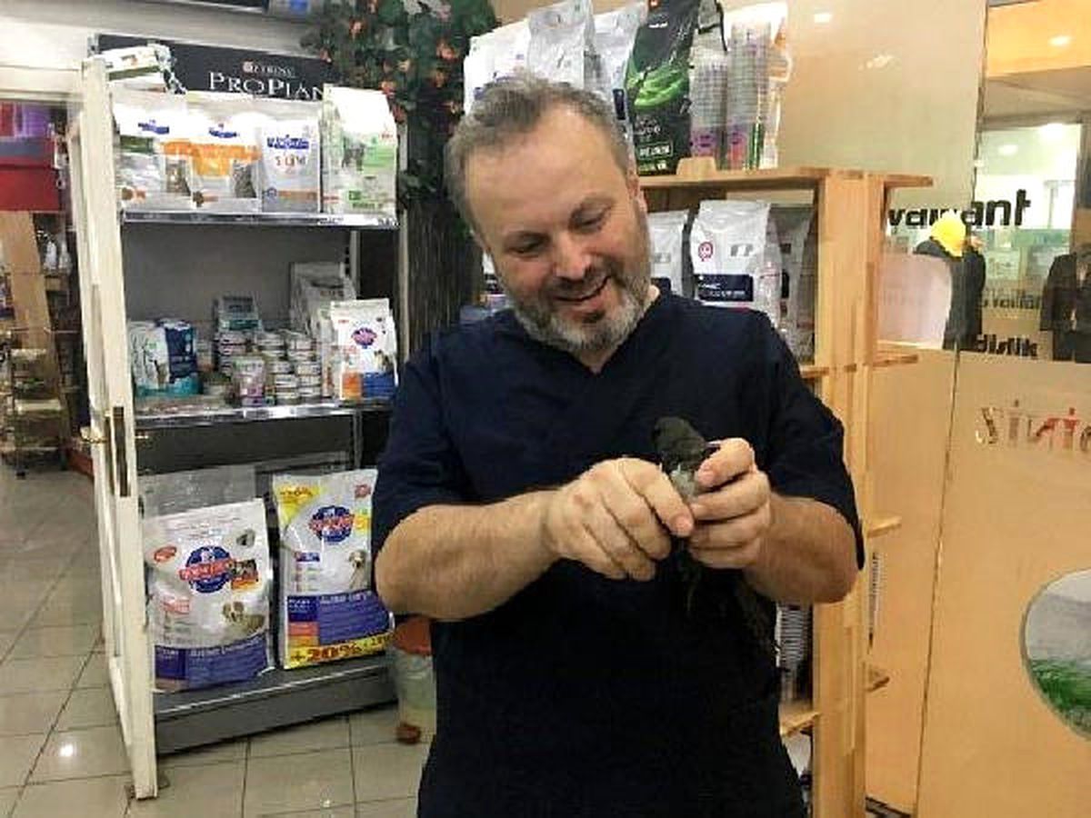 Zonguldak\'ta Tedavi Edilen 5 Yavru Ebabil Kuşu Doğaya Bırakıldı