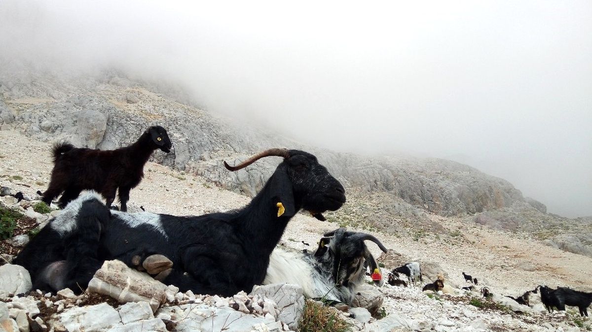 2 Bin 500 Metreden Kurban Pazarına