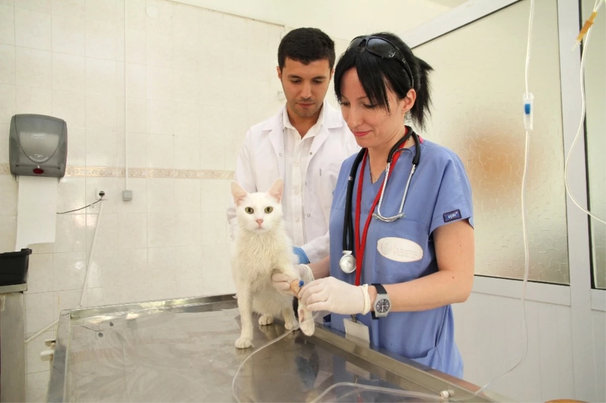 Adü Veteriner Fakültesi Hastanesi Yılda 4 Bin Hastaya Bakıyor