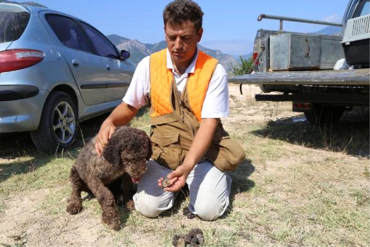 Artvin\'de Özel Eğitimli Köpekle Trüf Mantarı Aranıyor