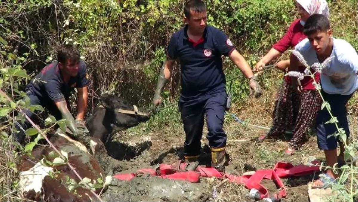 Bataklığa Saplanan İnek İçin Seferber Oldular