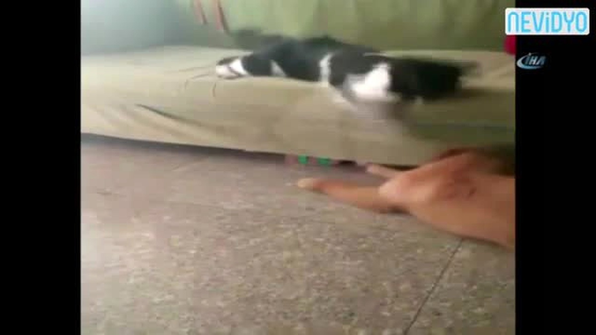 Boksör Kedi Köpeği Fena Benzetti