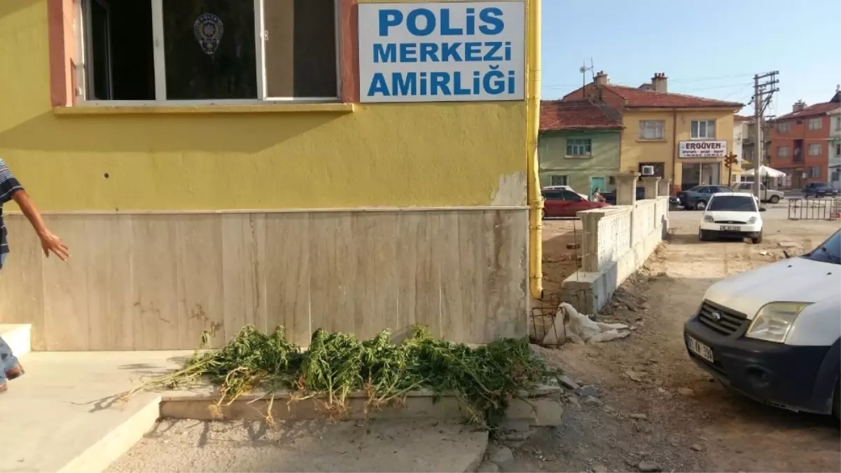 Bolvadin\'de Polis 60 Kök Hint Kenevir Ele Geçirdi