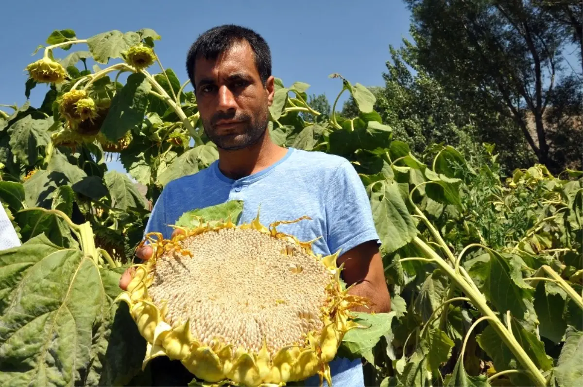 Çerezlik Ayçiçeğindeki Bölgesel Çapta Dane Kaybı Yaşanıyor