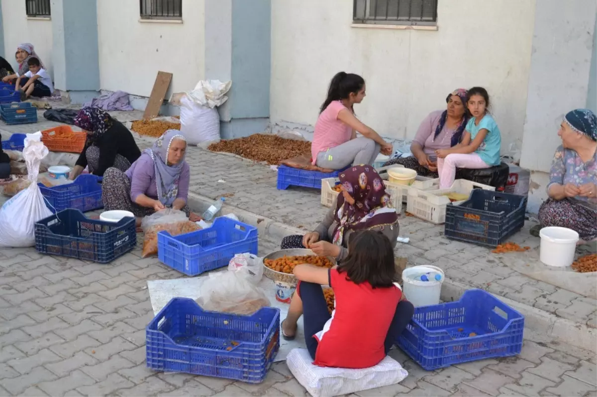 Kayısıda Patik Dönemi Başladı